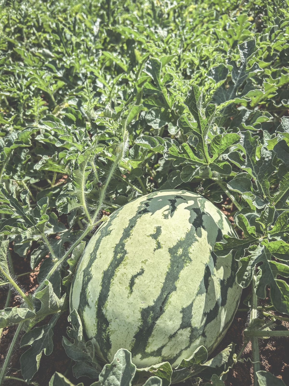 Dirt Poor Farm's Watermelon Festival Event